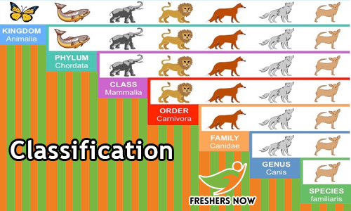 Classification Verbal Reasoning