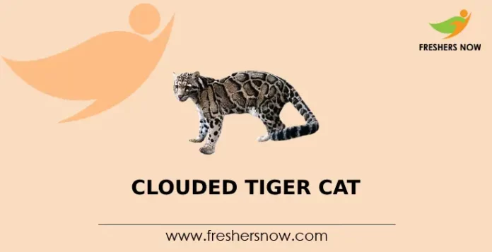 Clouded Tiger Cat