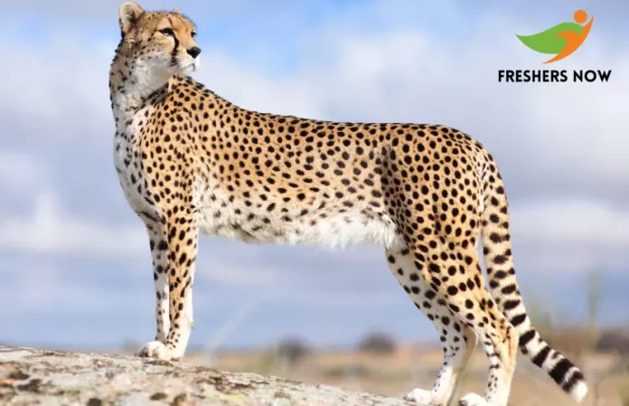 India to host delegation from Kenya, discuss cheetah sourcing