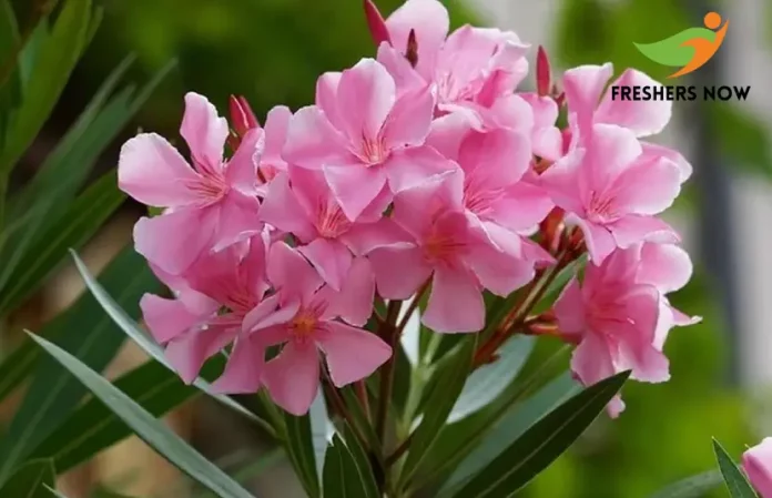 Kerala Temples Ban Oleander After Woman’s Death